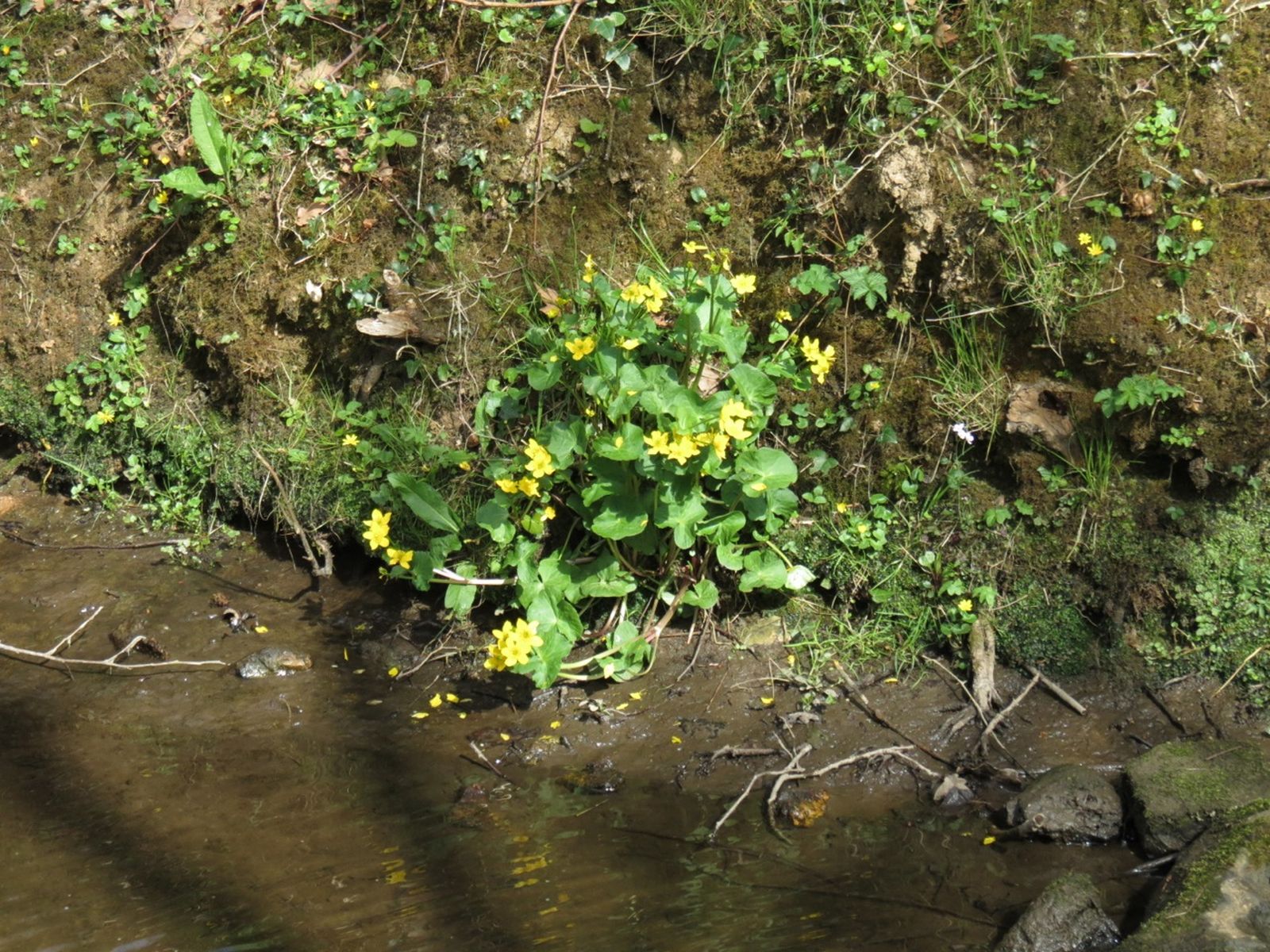 Populage des marais 8534